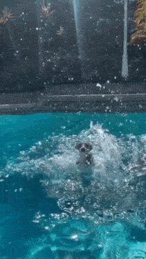Dog Alien GIF - Dog Alien Swimming GIFs