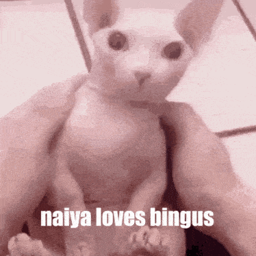 Naiya Loves Bingus Naiya Bingus GIF - Naiya Loves Bingus Naiya Bingus Naiya GIFs