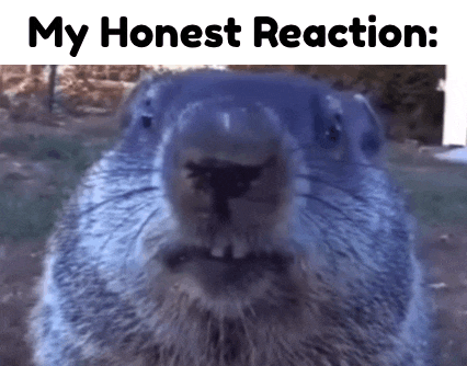 a close up of a ground squirrel with the words " my honest reaction " below it