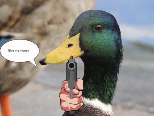 Duck Mugging Duck Based Wealth Removal GIF - Duck Mugging Duck Based Wealth Removal GIFs