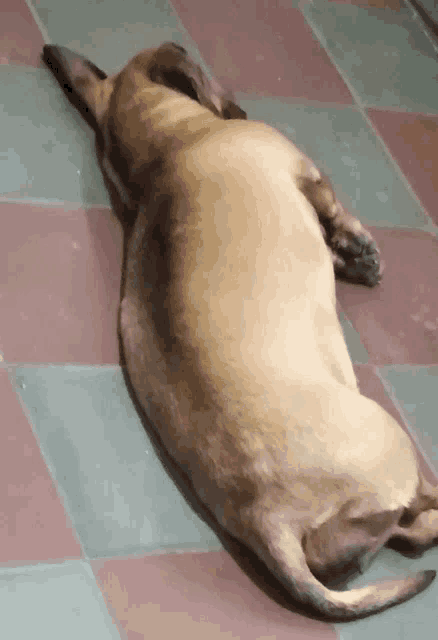 a brown dog is laying on a checkered tile floor
