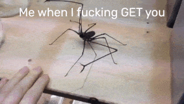 a spider is crawling on a wooden surface with the words " me when i fucking get you " above it