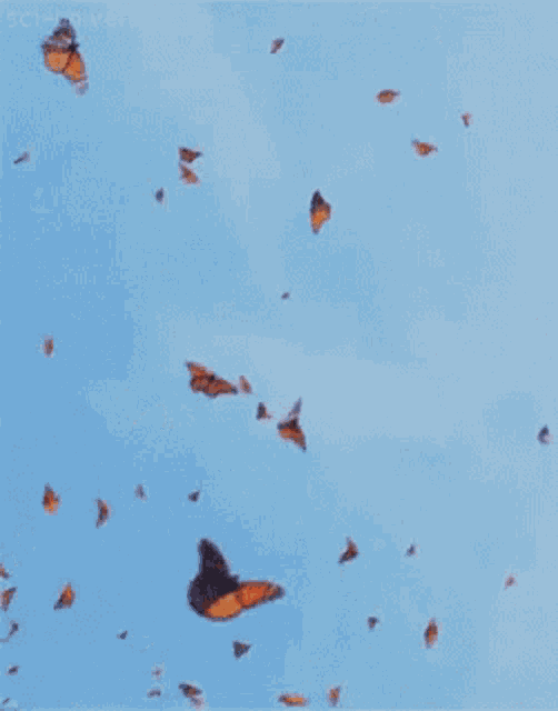 a flock of butterflies are flying in the sky