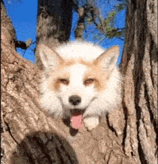 a red and white fox is sticking its tongue out while sitting on a tree trunk .
