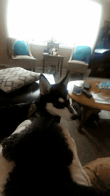 a husky dog is laying on a couch in a living room