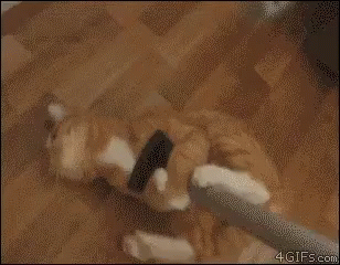 кот пылесосит животное кошка GIF - Cat Kitty Kot GIFs