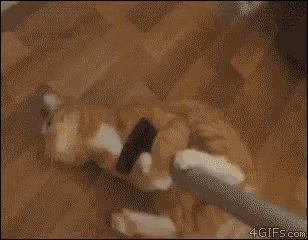a cat is brushing its paws with a toothbrush on a wooden table .