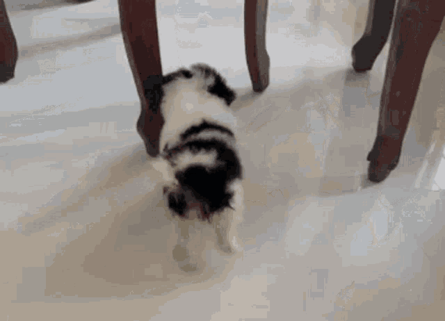 a black and white cat is walking on a tiled floor next to a table .