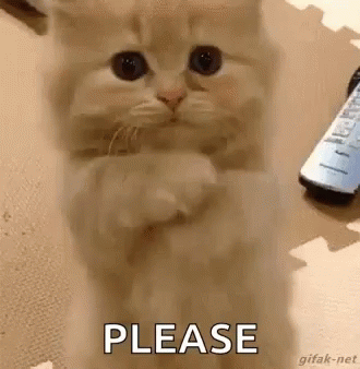 Cat Begging GIF - Cat Begging Please GIFs