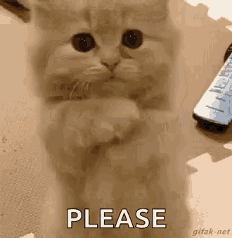 a kitten is standing on its hind legs with its paws folded in front of a remote control and saying please .