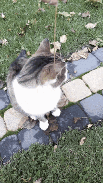 a cat is sitting on a brick walkway with a stick sticking out of its mouth