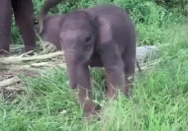 Elephant GIF - Elephant GIFs