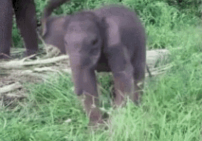 a baby elephant is standing in the grass with its trunk up .