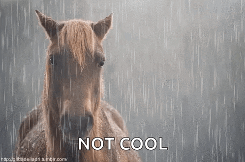 a horse is standing in the rain with the words " not cool " below it
