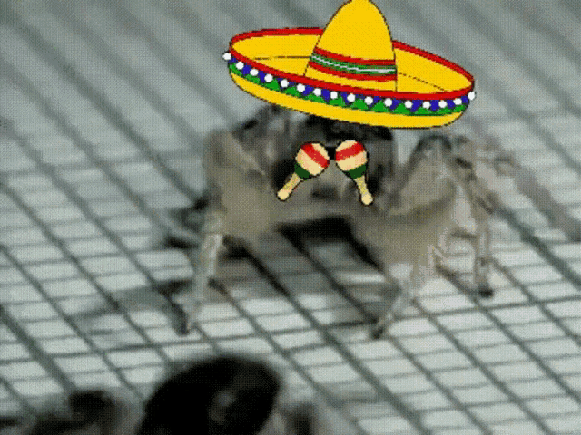 Crab Spider GIF - Crab Spider Mexican GIFs