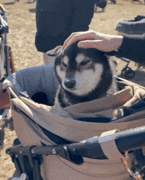 a dog in a stroller is being petted by someone