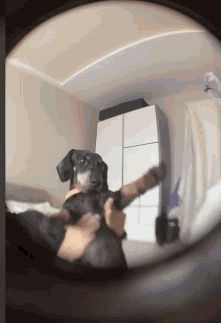 a person is holding a small dog in a room