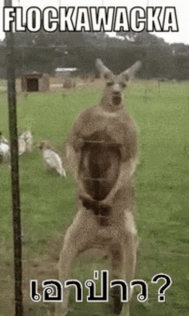 a kangaroo is standing on its hind legs in a field with birds .