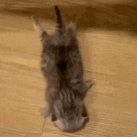 a cat is laying on its back on the floor .