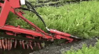 Carrots Harvest GIF - Carrots Harvest Tractor GIFs