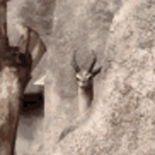 Zoom In Deer GIF
