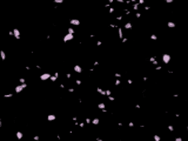 cherry blossom petals falling in the air on a black background