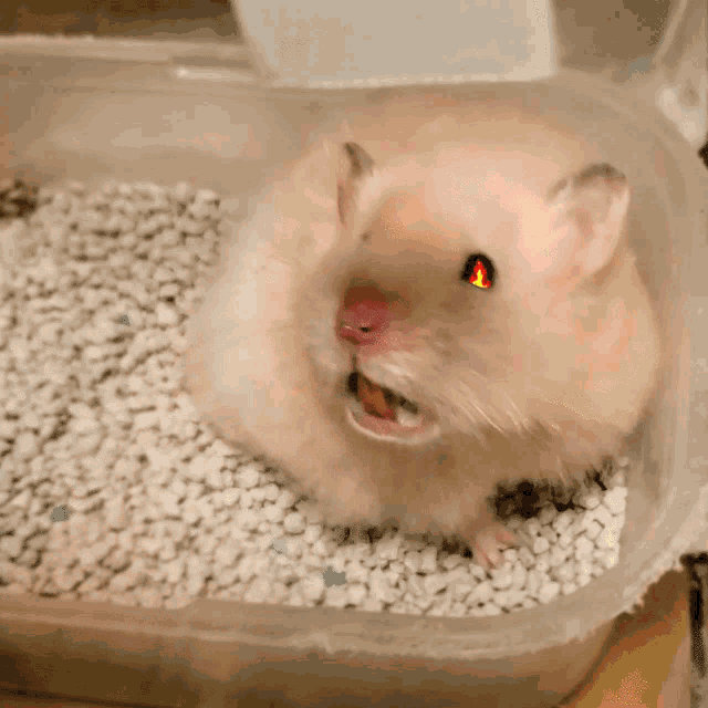 a hamster with red eyes is sitting in a plastic container of white gravel