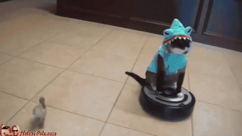 Cat And Duck Love To Dress Up And Clean The Floor GIF - Cat Duck Vacuumrobot GIFs