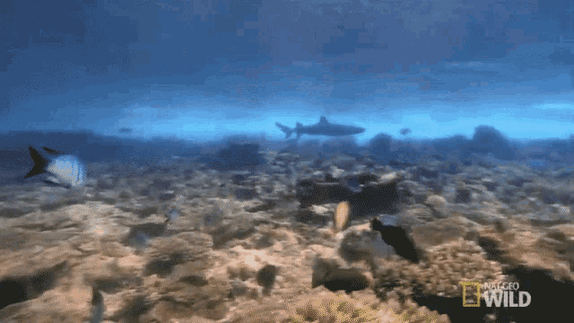 Underwater Animal Armory GIF - Underwater Animal Armory Sea GIFs