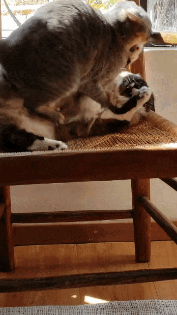 two cats are playing with each other on a wicker chair