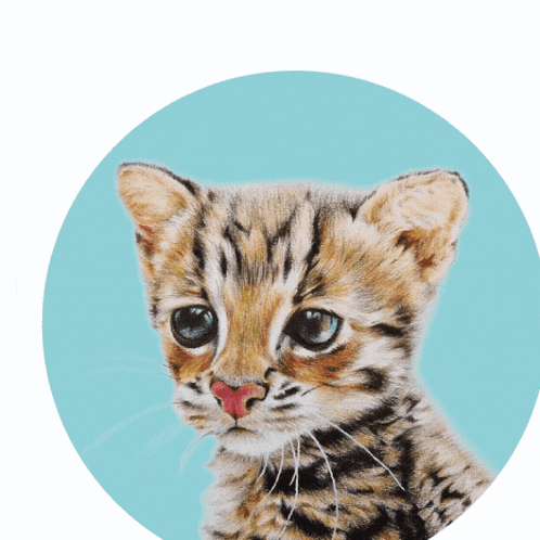 a close up of a kitten 's face with a blue background