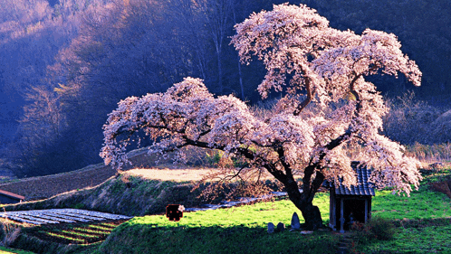 a cherry blossom tree in a field with a small shack in the foreground