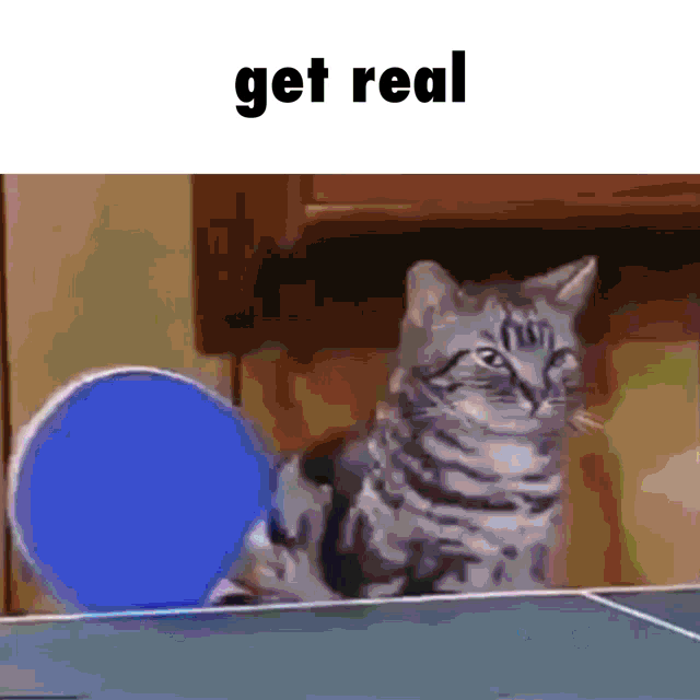 Get Real Ping Pong Cats GIF - Get Real Ping Pong Cats Omba GIFs