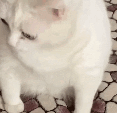 a close up of a white cat with its tongue out .
