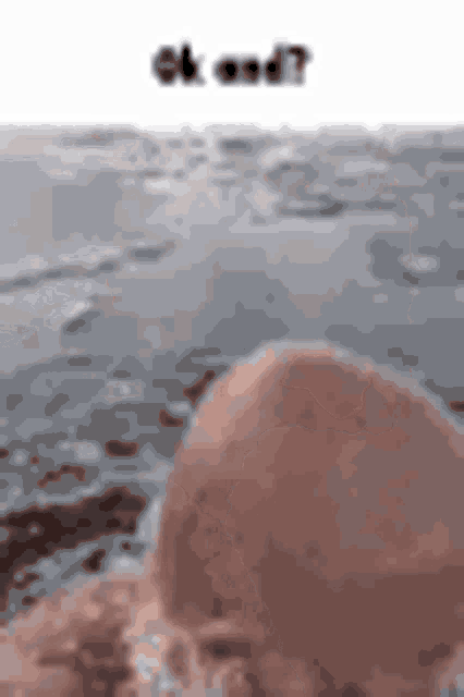 a jellyfish is swimming in the ocean with the words ok and ? behind it .