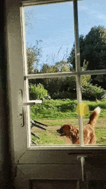 a dog looking out a window at a field