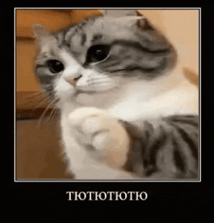 a gray and white cat is giving a high five in a picture frame .