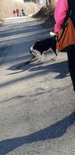 Excited Leash GIF - Excited Leash Funny Animals GIFs