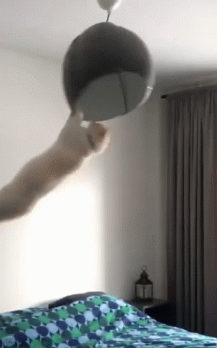 Spinning Cat Cat GIF - Spinning Cat Cat Ceiling Light GIFs