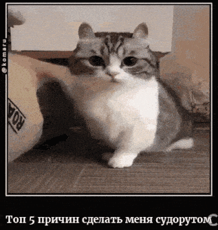 a picture of a cat in a frame with russian text