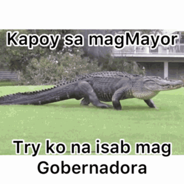 a picture of an alligator with a caption that says " kapoy sa magmayor "