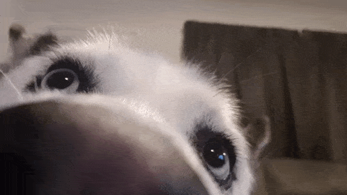 a close up of a husky 's eyes looking at the camera .