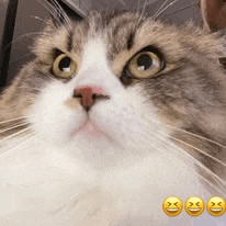a close up of a cat looking at the camera with three smiley faces .