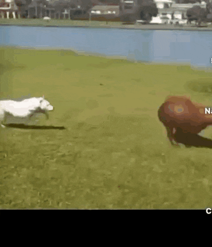 a white dog is chasing a brown cow in a field