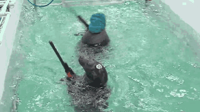 two dogs are playing in a swimming pool with a hose