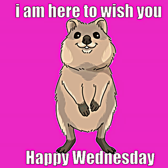 a happy wednesday greeting card with a cartoon animal