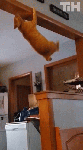 Climbing This Is Happening GIF - Climbing This Is Happening Cat GIFs