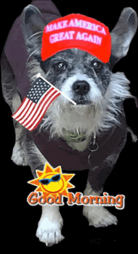 a dog wearing a make america great again hat holds an american flag