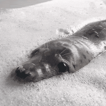 a black and white photo of a seal swimming in a body of water