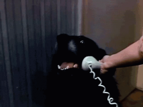Stop Calling Me Dog GIF - Stop Calling Me Dog Pet GIFs